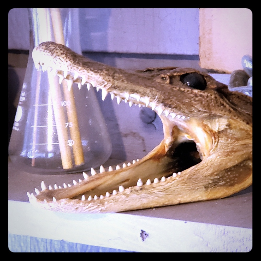 Minature Alligator Preserved Taxidermy Head